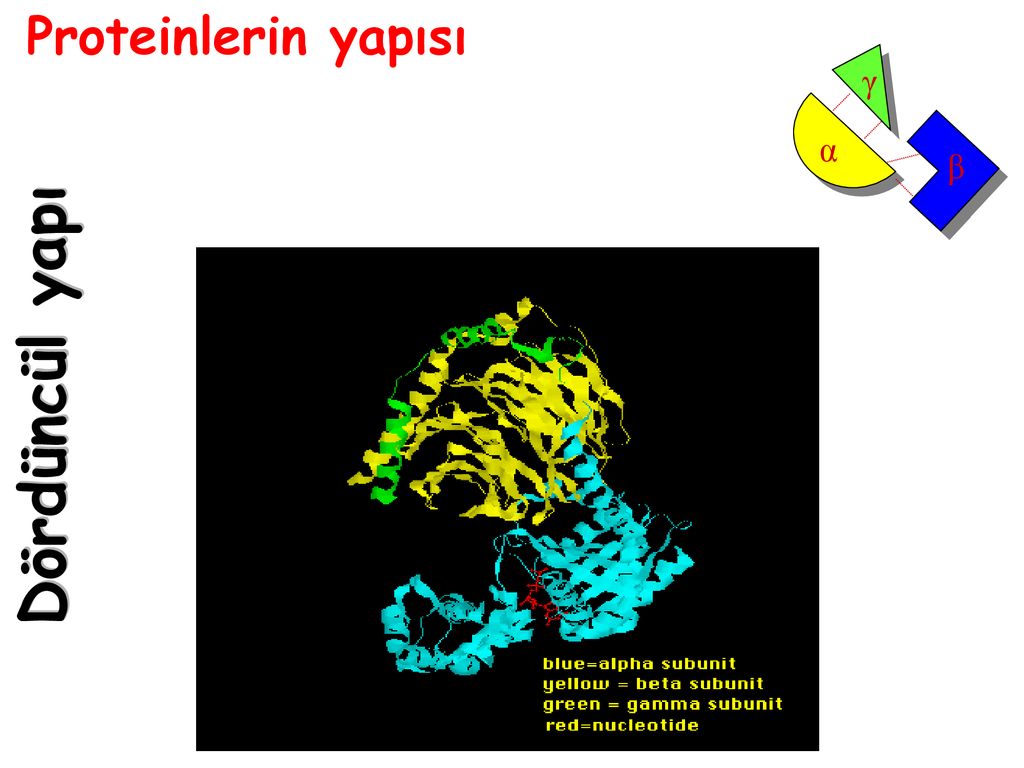 Proteinlerin yapısı ppt indir